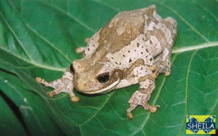 Amazon Milk Treefrog - adult female