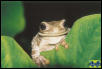 Amazon Milky Treefrog - adult female