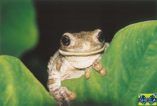 Amazon Milky Treefrog - adult female