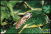 Amazon Milky Treefrog - adult male
