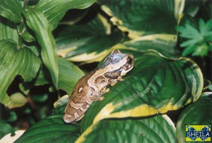 Amazon Milky Treefrog - adult male