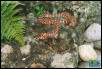 Baja Mountain Kingsnake - subadult male