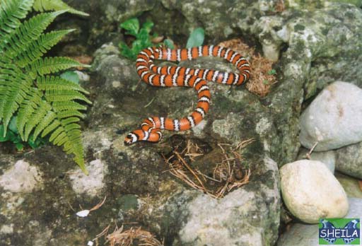 Baja Mountain Kingsnake - subadult male