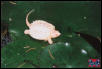 hatchling Albino Common Snapping Turtle