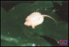 hatchling Albino Common Snapping Turtle