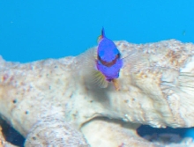 Saltwater - Austin Aquariums