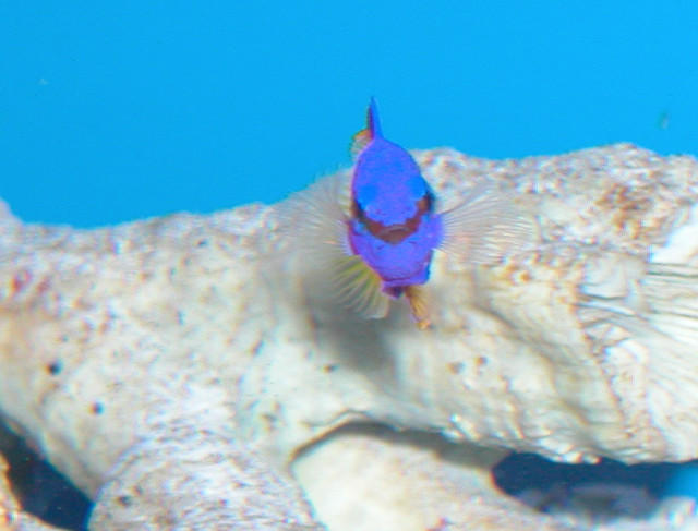 Saltwater - Austin Aquariums