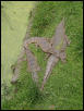 Australian Freshwater Crocodiles (Crocodylus johnstoni)