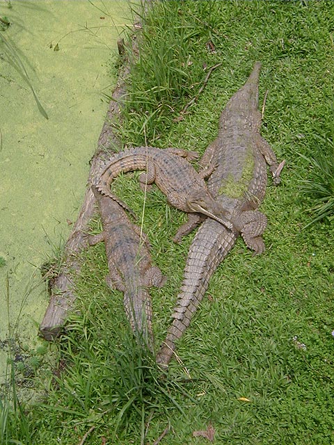 Australian Freshwater Crocodiles (Crocodylus johnstoni)