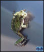 Grey Treefrog - adult