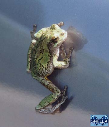 Grey Treefrog - adult