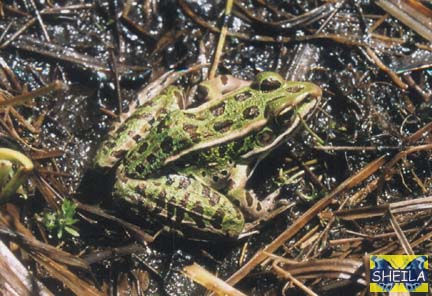 Northern Leopard Frog - adult
