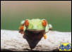 Red-Eyed Treefrog - adult female