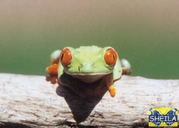 Red-Eyed Treefrog - adult female