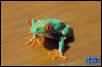 Red-Eye Treefrog - adult female