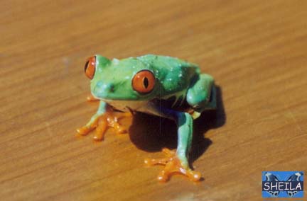 Red-Eye Treefrog - adult female