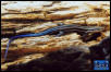 Five-Lined Skink - juvenile