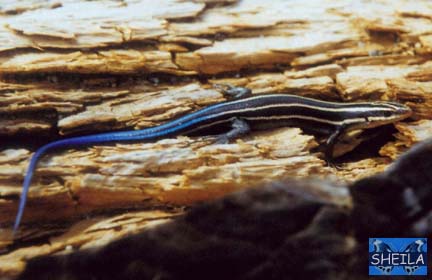 Five-Lined Skink - juvenile