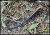 Five-Lined Skink - juvenile