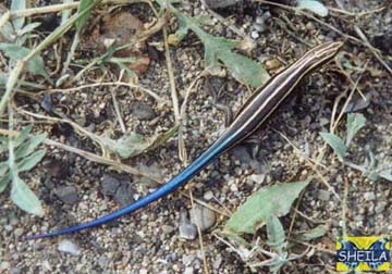 Five-Lined Skink - juvenile