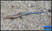 Five-Lined Skink - juvenile