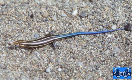 Five-Lined Skink - juvenile