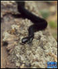 Melanistic Eastern Garter Snake - juvenile