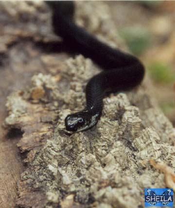 Melanistic Eastern Garter Snake - juvenile