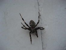Do you know what species this is?