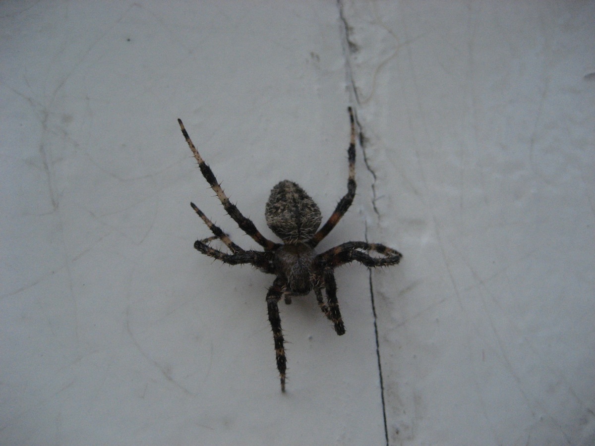 Do you know what species this is?