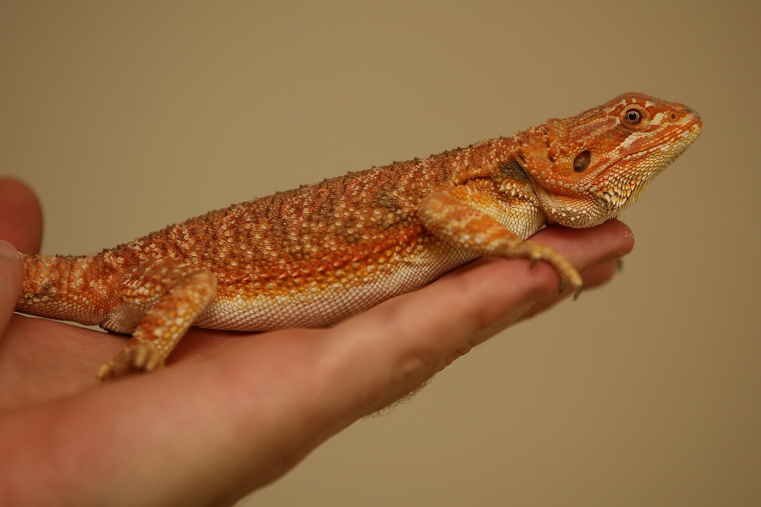 4506