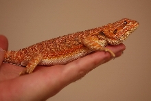 Blazing Orange Female