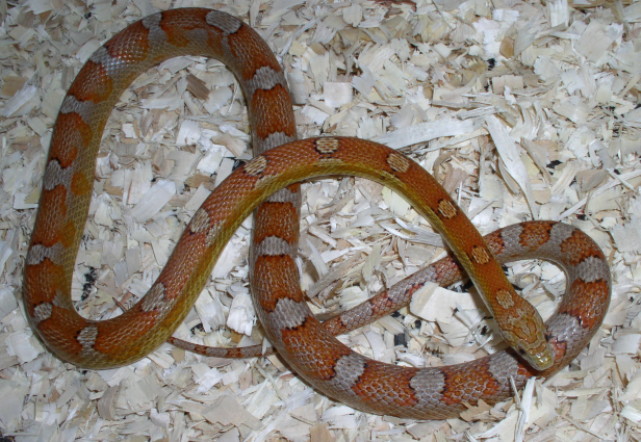Hypo Corn