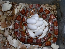 MilkMot female with eggs