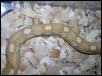 Motley Butter male2