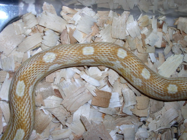 Motley Butter male2