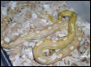 Motley Butter male