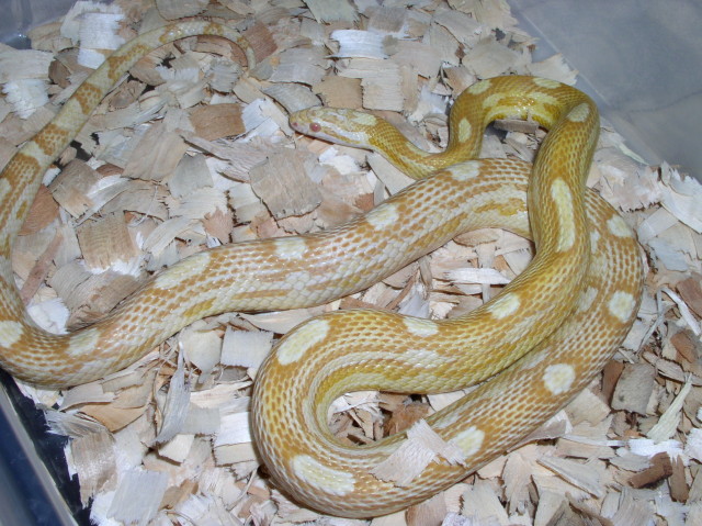 Motley Butter male