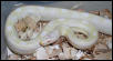 Motley Snow female, Green