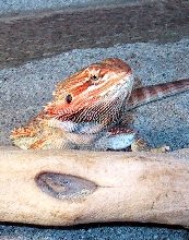 Piowacket