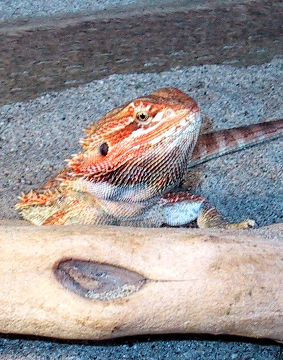 Piowacket