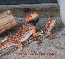 Romeo & Peaches
