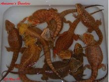 Awesome Dragons - Breeders in a tub