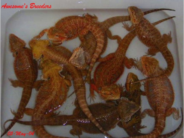 Awesome Dragons - Breeders in a tub