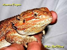 New Dad, Romeo