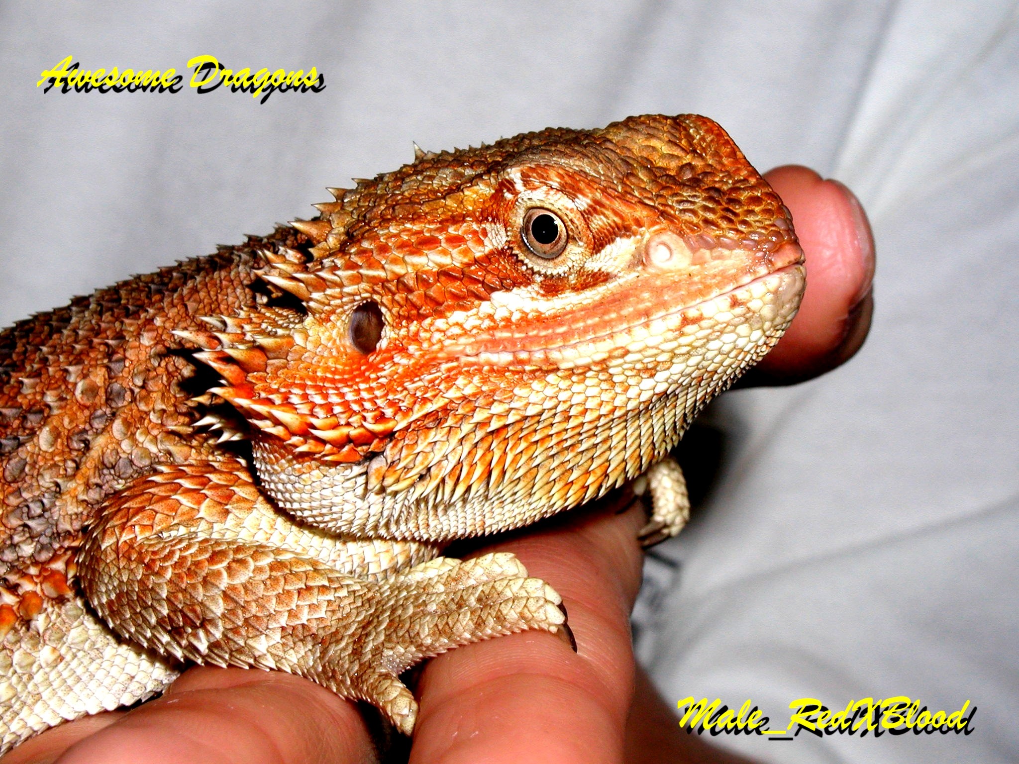 New Dad, Romeo