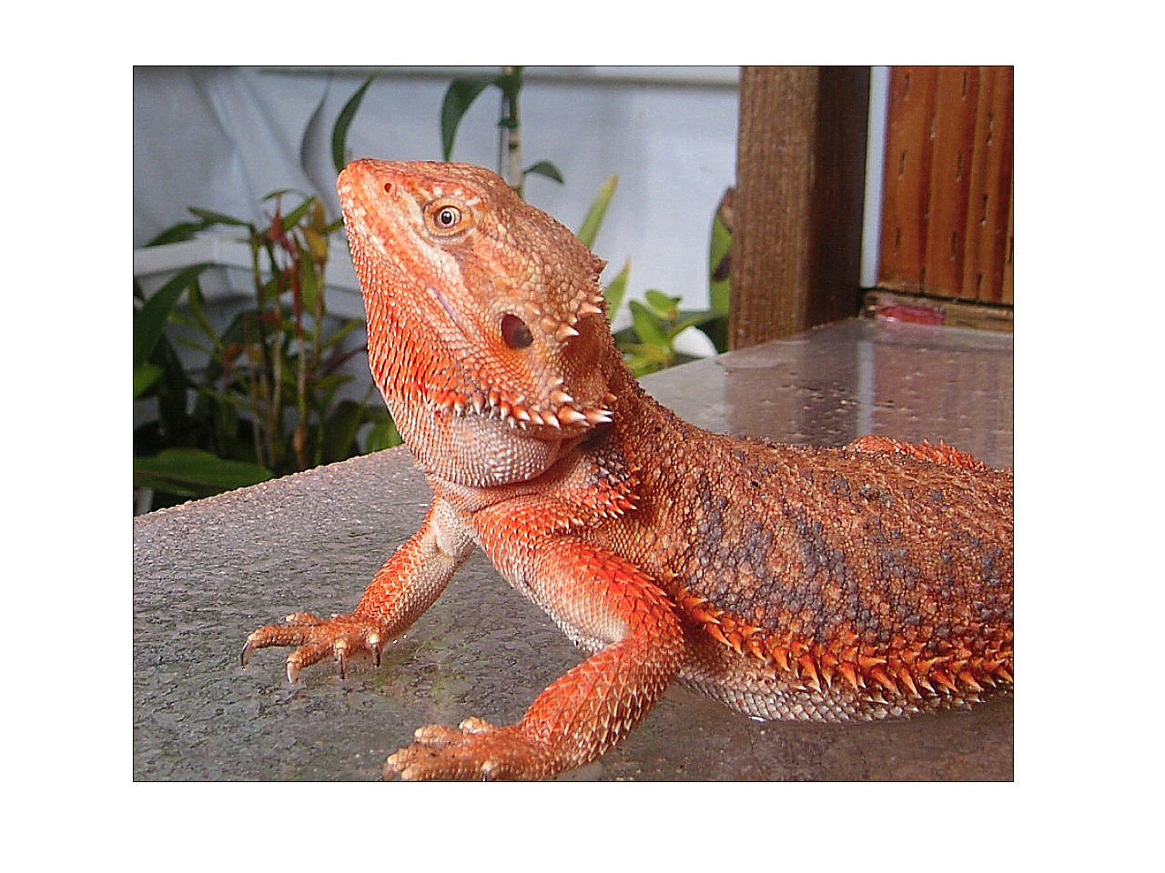 Precious, a Chris Allen "Red" Female