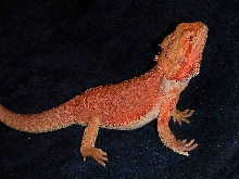 Rojo @ Awesome Dragons
