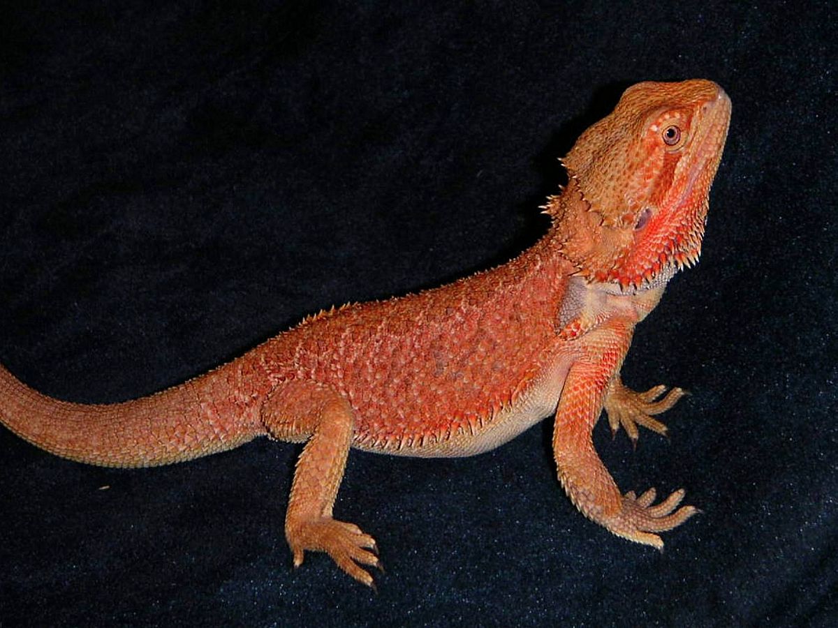 Rojo @ Awesome Dragons