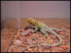 Collared Lizard